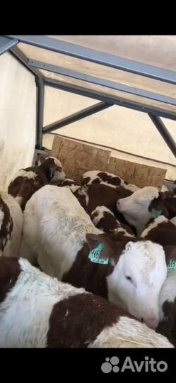 Бычки симменталы