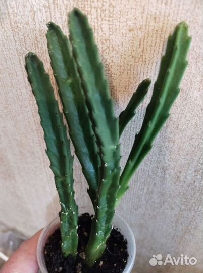 Кактусы и Суккуленты