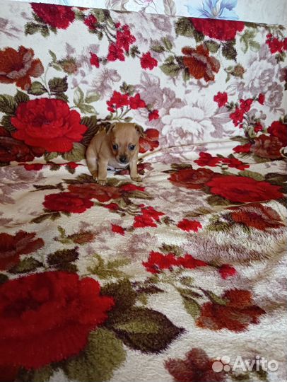 Щенки чихуахуа мини