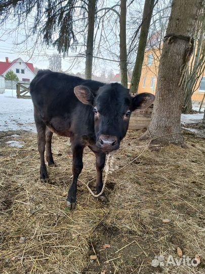 Тёлка 75% джерси