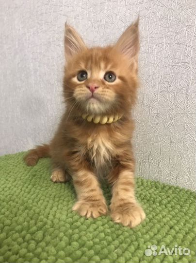 Красные прекрасные коты мейнкуны