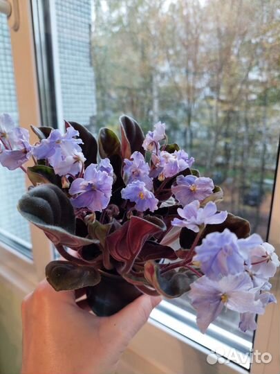 Фиалка сортовая OS-жемчуг исканий