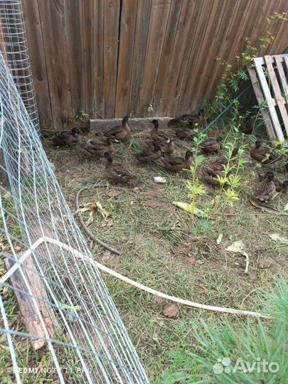 Утки чубарые подсадные для охоты