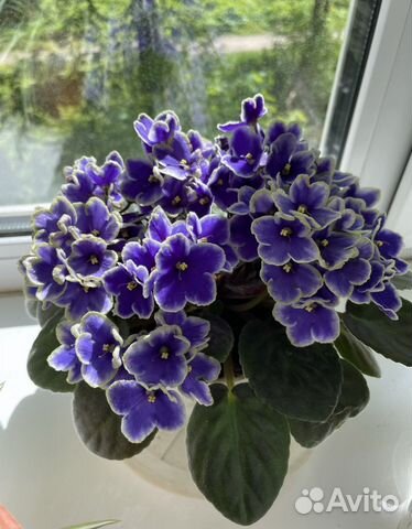 Срез листа фиалки optimara idaha