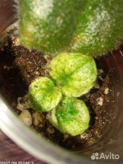 Фиалка цена за набор