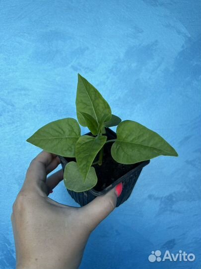 Мирабилис ночная красавица