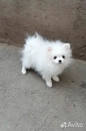 Мальчик Померанчик