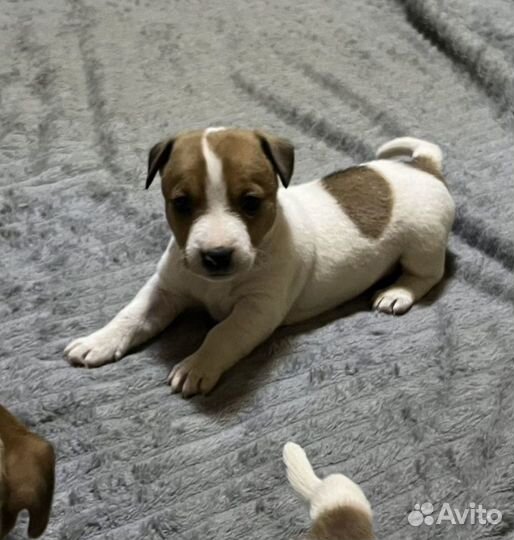 Джек рассел терьер