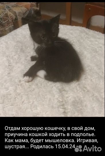 Кошечка