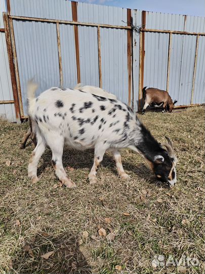 Коза дойная