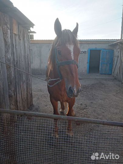 Продам кобылу