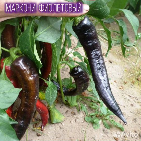 Перец сладкий рассада