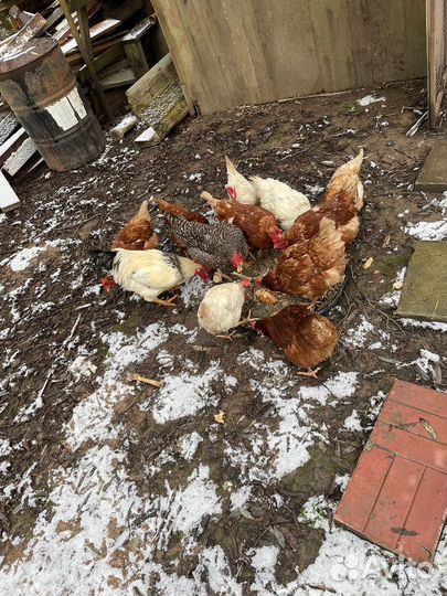 Куры несушки