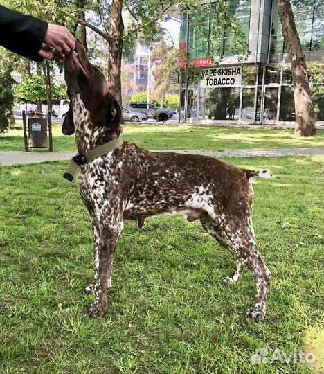 Курцхаар добряк для спокойных прогулок и обнимашек