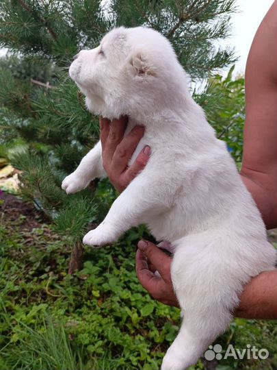 Продажа щенков алабая