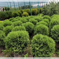 Туя шаровидная Тини Тим