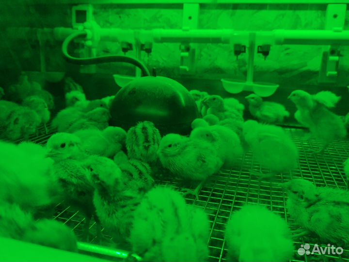 Перепела суточные