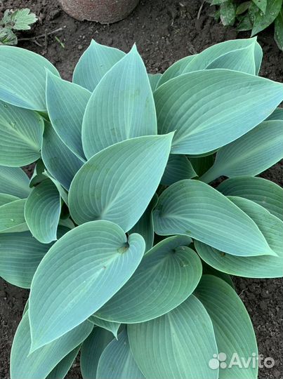 Хоста гибридная Halcyon (Халцион)