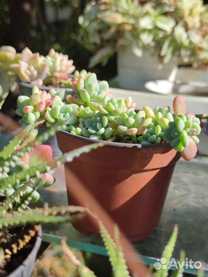 Флорариум суккуленты