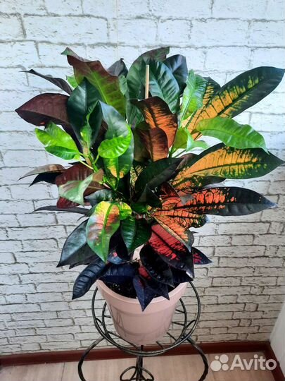 Кротон миссис айстон большой