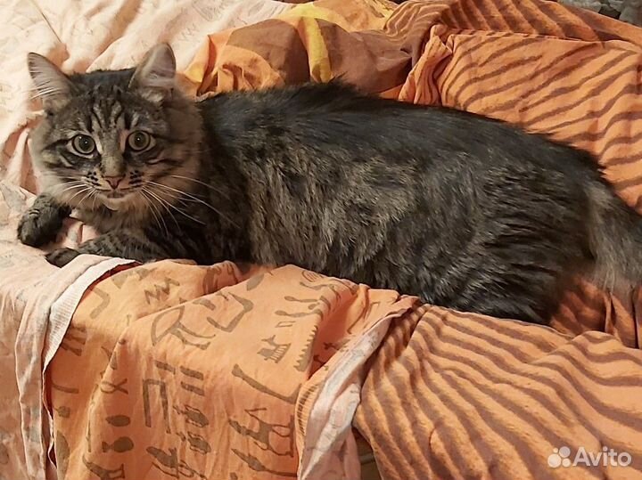 Кошка