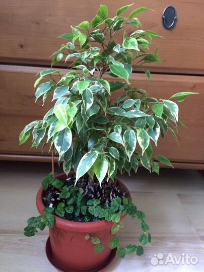 Фикус бенджамина