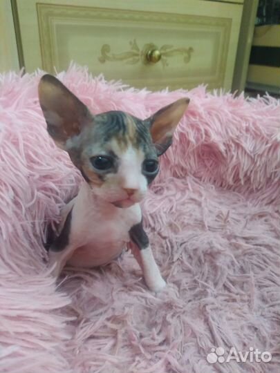 Котята канадский сфинкс