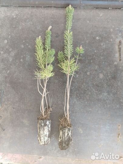 Сосна горная мугус 3-х лет