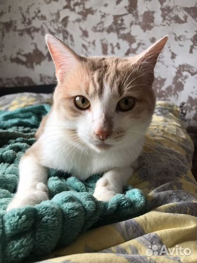 Кот, котик в дар (в добрые руки)