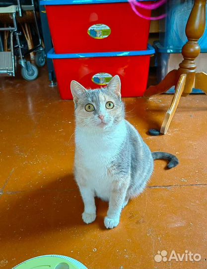 Трёхцветная кошечка ищет любящую семью