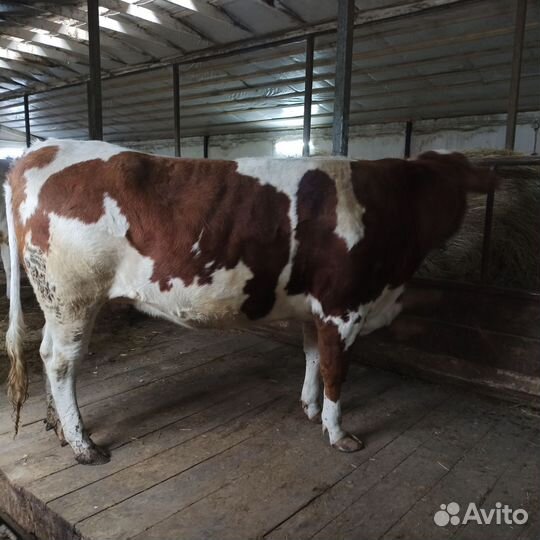 Телка стельная