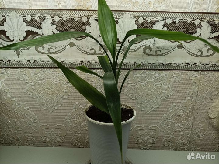 Драцена