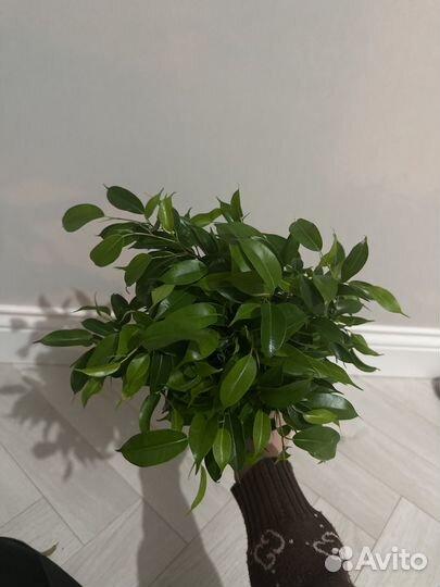 Фикус наташа