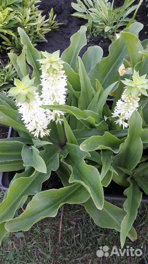 Эукомис (Ананасная Лилия)