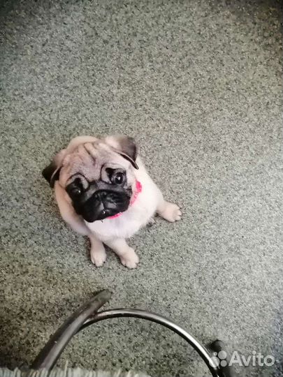 Щенок мопса