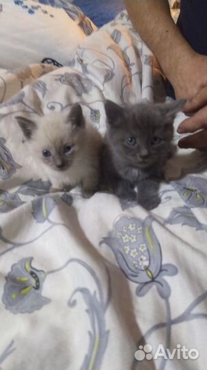 Котята в добрые руки