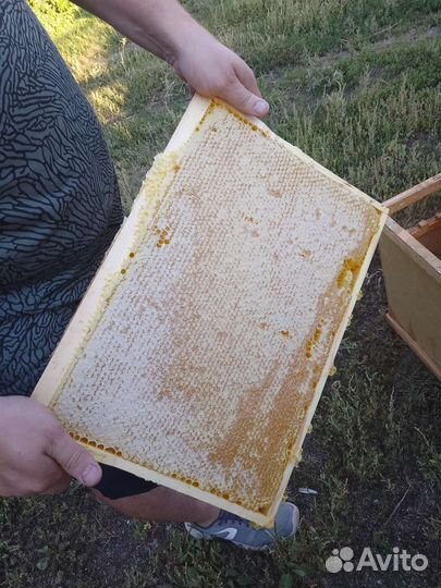 Рамка меда (Дадан) 2023 соты мёд