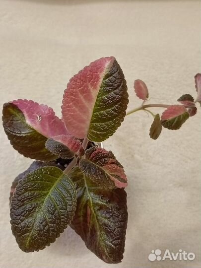 Комнатные растения 3