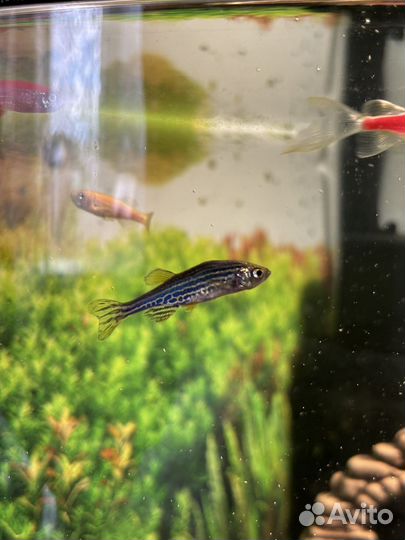 Аквариумные рыбки данио