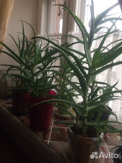 Алоэ лечебный