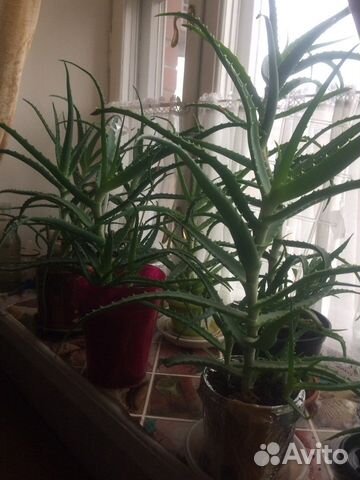 Алоэ лечебный