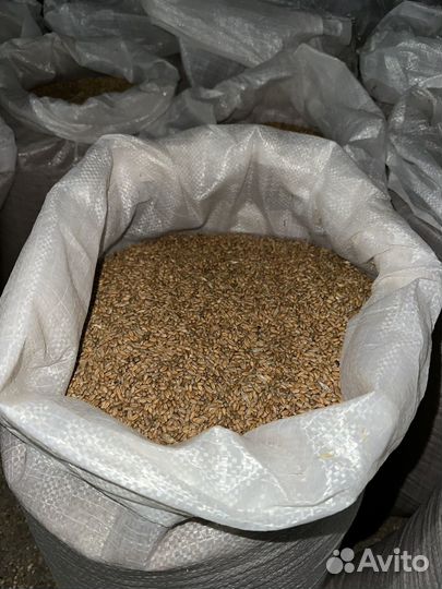 Зерно пшеница, овес, ячмень