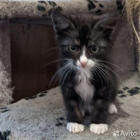 Кошка в дар