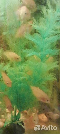 Рыбки цихлиды-фламинго