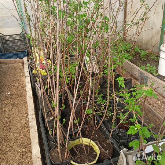 Жасмин садовый