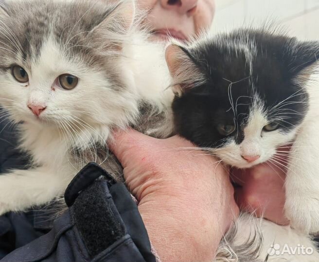 Котят выбросили на улицу