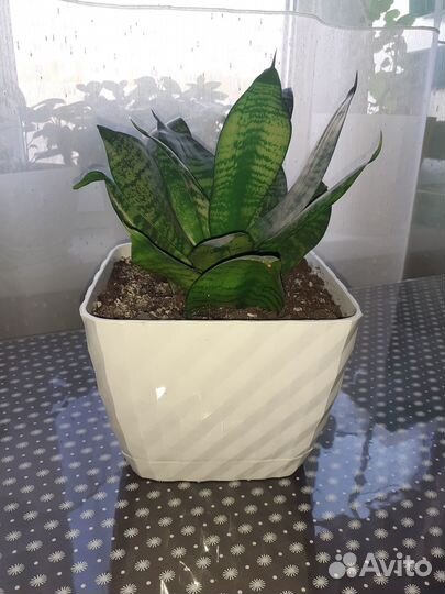 Сансевиерия Ханни