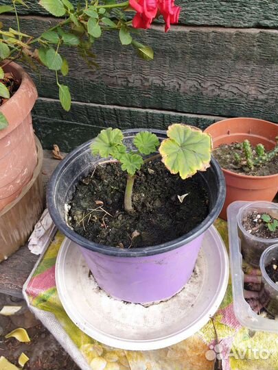 Декабрист, цикломен, кактус