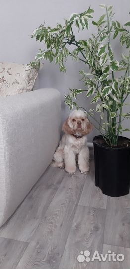 Вязка собак