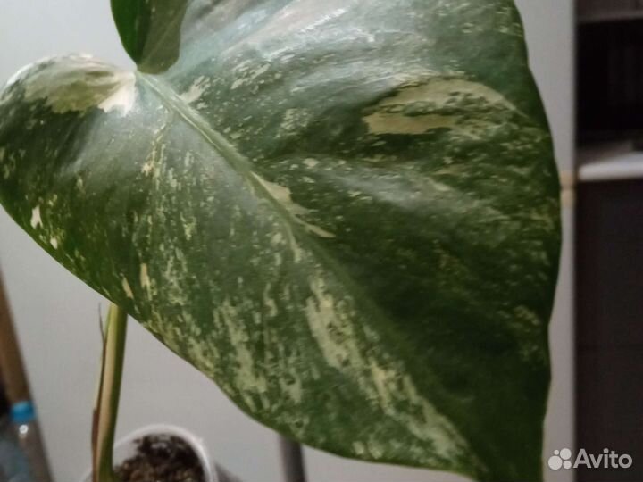 Монстера альба